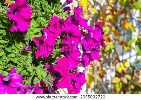 Purple flowers. Ipomoea flowers closeup. Flower garden near the city house. Morning glory. Selective soft focus.