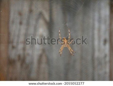 One Neoscona crucifera, an orb-weaver spider,  motionless on its web, wood gate in background. Dorsal view of spider. Royalty-Free Stock Photo #2055052277