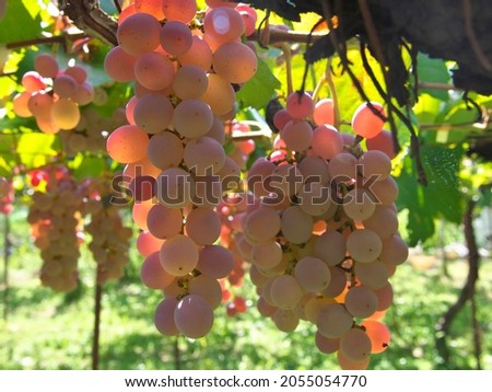 Koshu on grapevine trellis in Japan
 Royalty-Free Stock Photo #2055054770