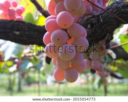 Koshu on grapevine trellis in Japan
 Royalty-Free Stock Photo #2055054773