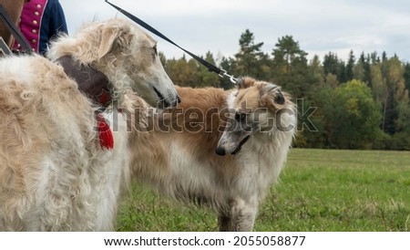 Russian greyhounds in nature. Russian borzoi dog stands against the background of autumn nature. Animal concept.