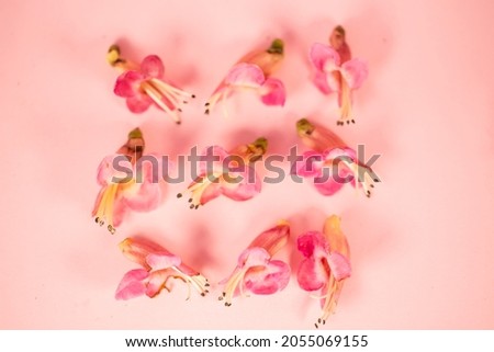 Puriri Flowers, pretty and pink, background flower picture