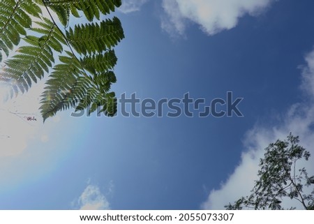 Calliandra calothyrsus leaves. This image is suitable for nature wallpaper.
