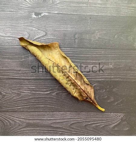 dry leaf photo image from iPhone XR
