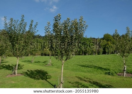Autumn Landscape of Apple Trees Laden with Home Grown Organic Fruit in an Orchard at Rosemoor with a Bright Blue Sky Background in Rural Devon, England, UK