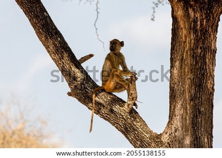Baboon sitting peacefully on a big tree banch. Wildlife of Africa. Tanzania