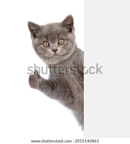 Kitten looks from behind empty white banner and shows thumbs up gesture. isolated on white background