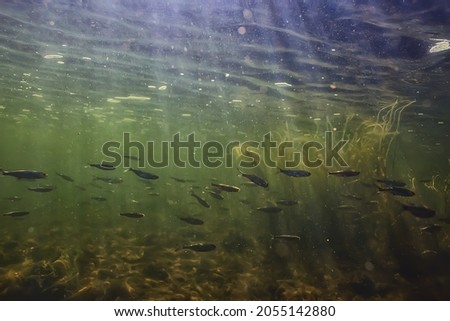 school of fish freshwater aquarium, background ecology fish underwater Royalty-Free Stock Photo #2055142880