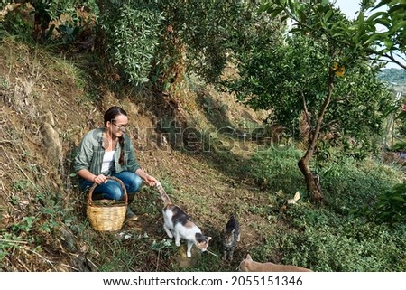 Woman in rubber boots with a basket full of ripe persimmons near olive tree in her garden plays with her cats. Working in the garden as a hobby in the new normal. Harvest. Fall. Sinergic garden.