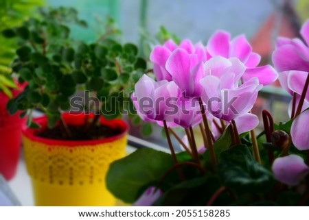 Different indoor plants on window sill. Stock Image