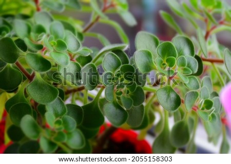 Young plant sits in a small pot as a houseplant by a window with new leaves sprouting up. Stock Photo