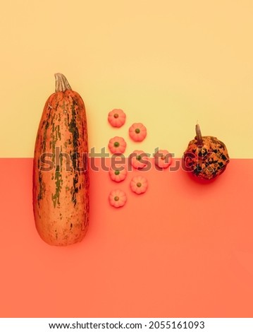 Pumpkins and little rubber pumpkins  lay down on yellow and orange background. Vertical flat lay composition, autumn harvest celebration concept