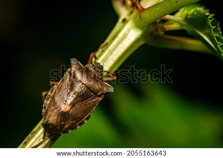 A stink bug climbs on a flower stalk in the forest