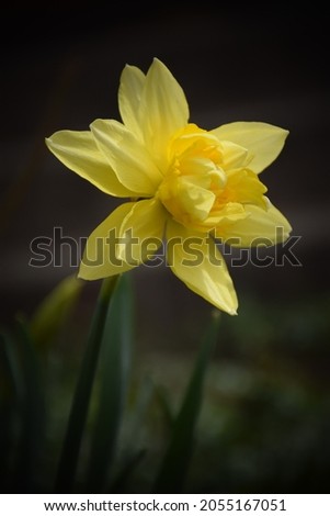 Yellow Daffodil in the Garden. Stock Photo 