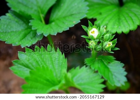 Young strawberry bloom in springtime.  Stock Image