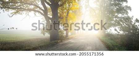 Single lane rural road (alley) through deciduous oak and maple trees. Natural tunnel. Sunlight, sunbeams, fog, shadows. Fairy autumn scene. Hope, heaven concepts. Nature, ecology, walking, cycling