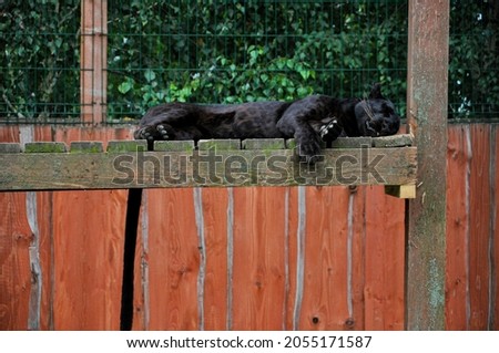 Panther in the zoo of Ukraine