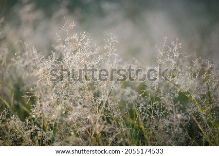 Forest meadow (lawn) at sunrise. Plants, dew drops. Morning fog, soft sunlight, sunbeams, golden hour. Idyllic landscape. Picturesque scenery. Nature, environment, ecology