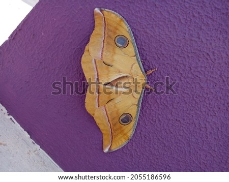 BEUTIFUL PICTURE OF BUTTERFLY SITTING IN THE WALL