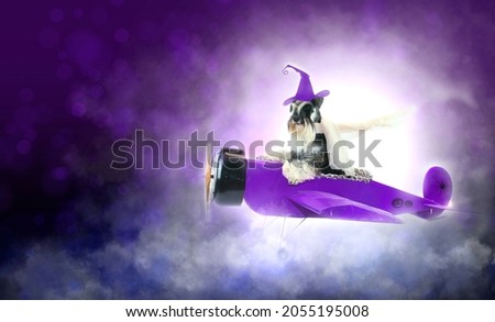 miniature schnauzer in halloween plane 