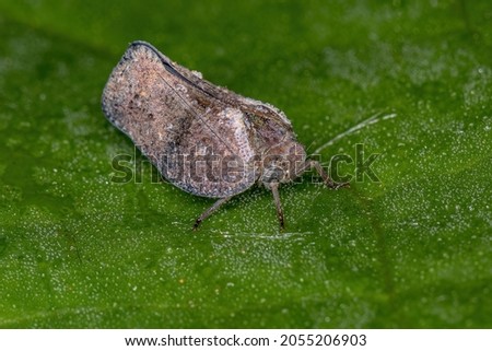 Adult Planthopper Insect of the Family Flatidae Royalty-Free Stock Photo #2055206903