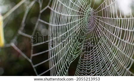 Cobwebs in the summer, phenomenon of spiders migration, cobwebs late summer at sunrise, in the garden Royalty-Free Stock Photo #2055213953