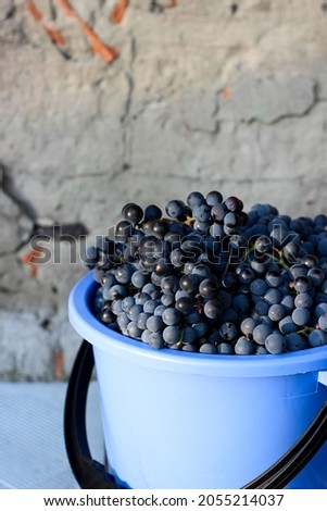 Full bucket of freshly cut grapes on a concrete wall background