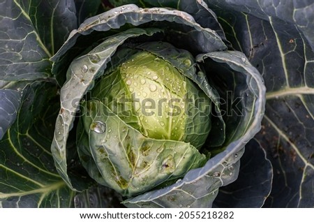 fresh cabbage roach growing in the garden