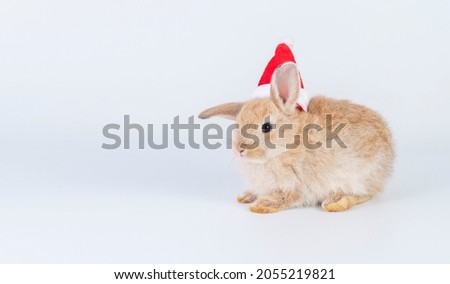 Celebration Christmas new year and easter animal concept. Cuddly little baby brown rabbit bunny wear red santa hat on hair with copy space while sitting over isolated white background.