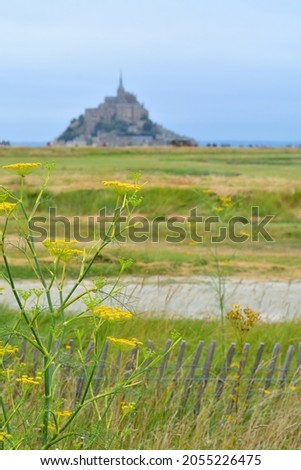 Out of focus in the background, the well-known silhouette of Mont-Saint-Michel, France. Focus on yellow wildflowers in foreground.