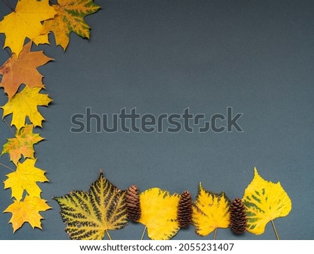 Composition of dry autumn leaves and cones on a gray, uniform background. There is free space for inserts.