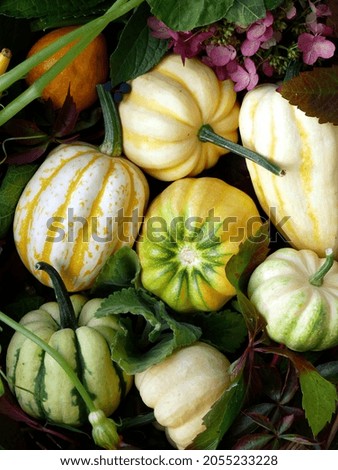 Autumn composition with pumpkins in beautiful colors and different shapes. Organic vegetables favorite by vegan.	