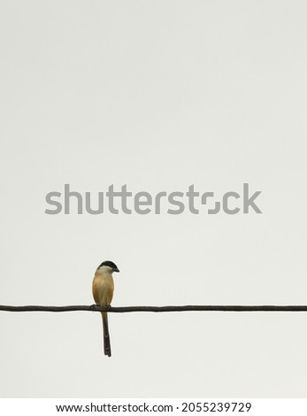 Cloudy day, a bird perched on a power line