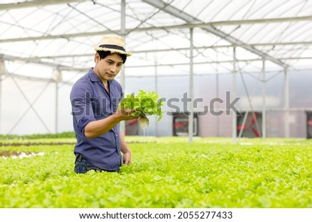 A farmer harvests veggies from a hydroponics garden. organic fresh grown vegetables and farmers laboring in a greenhouse with a hydroponic vegetable garden.