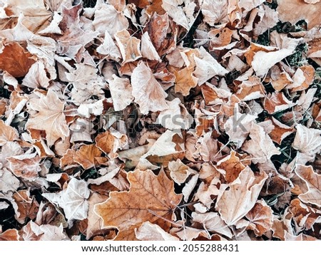 Autumn leaves foliage. Wallpaper, phone screen saver, cover print. Photo background