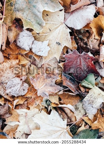 Tree leaves foliage natural autumn background. Wallpaper, phone screen saver, cover print. Photo 