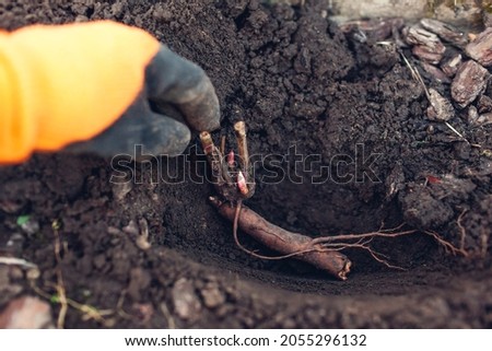 Gardener planting bare rooted peony tubers in soil in autumn garden. Fall propagation work