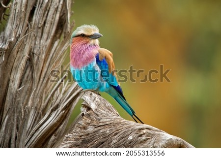 Lilac-breasted Roller - Coracias caudatus - colorful magenta, blue, green bird in Africa, widely distributed in sub-Saharan Africa, vagrant to the Arabian Peninsula, prefers open woodland and savanna. Royalty-Free Stock Photo #2055313556