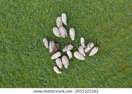 Aerial top down view of sheep herd feeding on grass in green field. Royalty-Free Stock Photo #2055325262