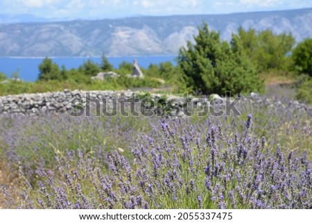 It is a picture of lavenders on a island.