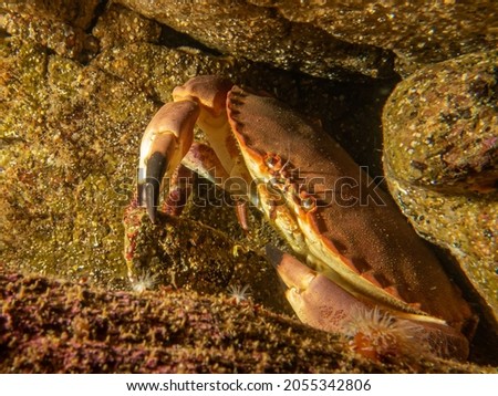 A closeup picture of a Cancer pagurus, also known as edible crab or brown crab. Picture from the Weather Islands, Sweden