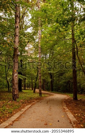 Forest road view with lot of tree's and natural scene, Scenic forest road view in beautiful green season