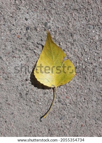 Autumn yellow leaf lying on cement in the sun in the village