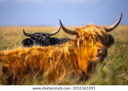 Couple of scottish highland cattles