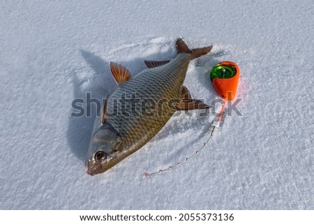 Winter ice fishing. Roach fish and winter rod on snow.