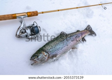 Rainbow trout fish and spinning rod on snow. Winter trout fishing at area lake