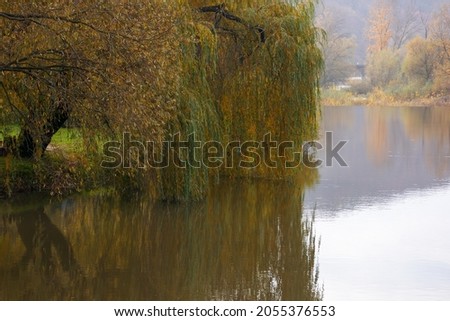 willow tree on the river bank. cloudy autumn day in mountains. beautiful countryside outdoors. reflections in the water