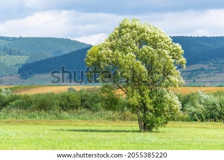 Silver poplar, silverleaf poplar, white poplar Royalty-Free Stock Photo #2055385220