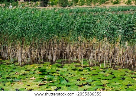 Lake surface with water grass and water lilies