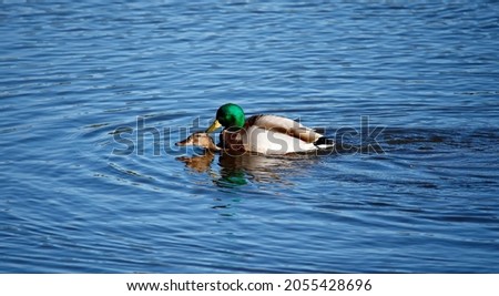 Mallards mating on the lake